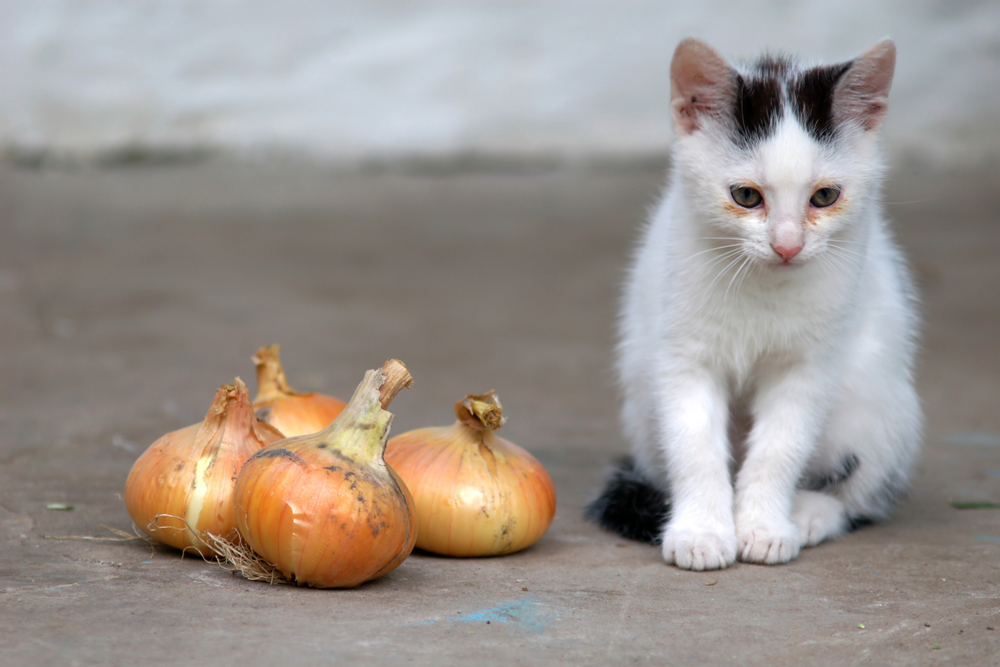 猫にタマネギやネギはNG！含まれる成分や食べてしまった場合の対処法を解説！