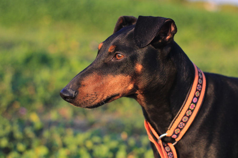 head of manchester terrier
