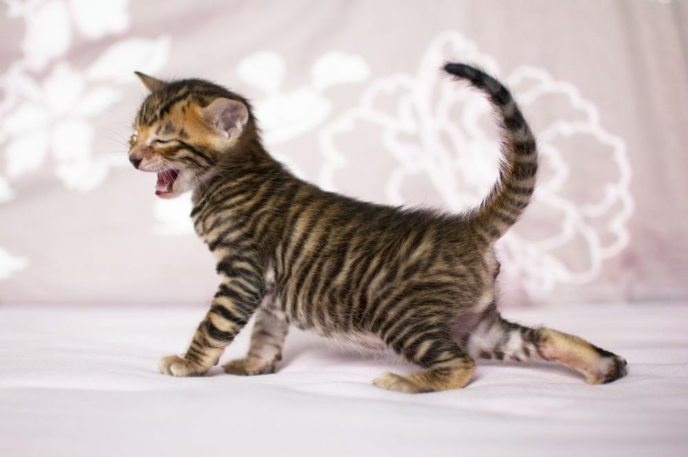 Toyger cat on pink background. Striped little kitten. Domestic brown animal. Pedigreed cute kitty. Rare breed of shorthaired cat. Feline body and face close up. Two months old.