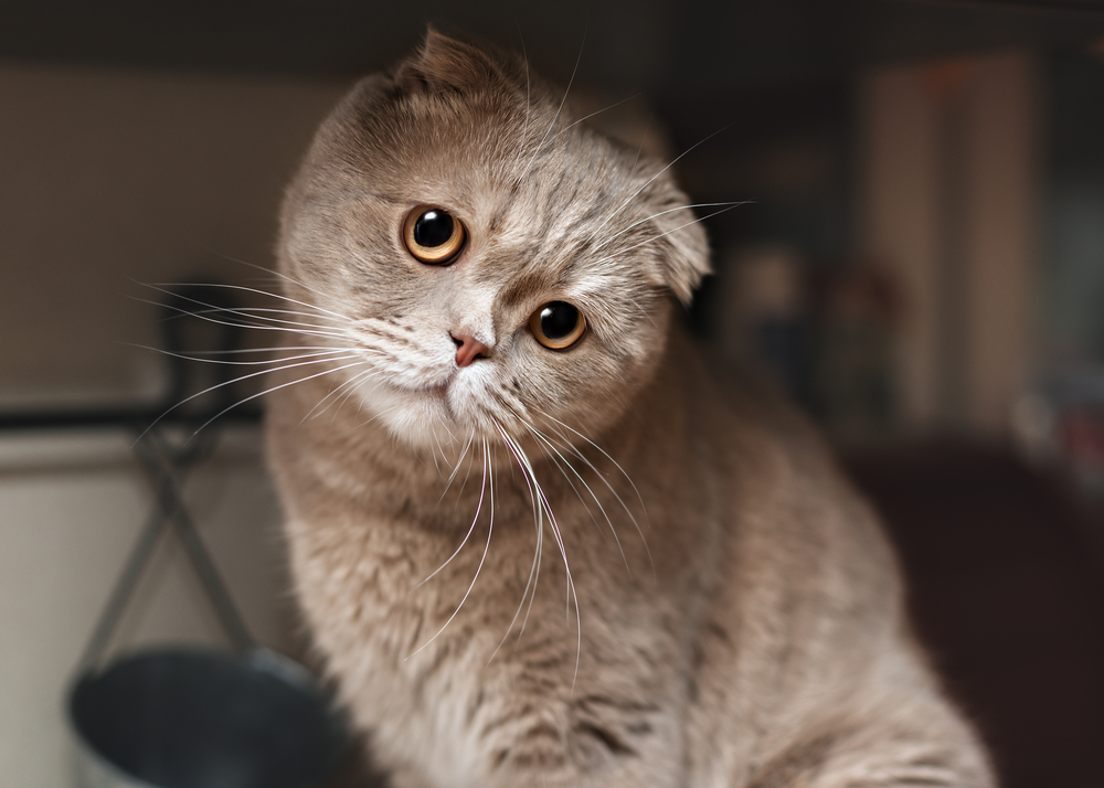 Funny cat in the kitchen. Scottish fold