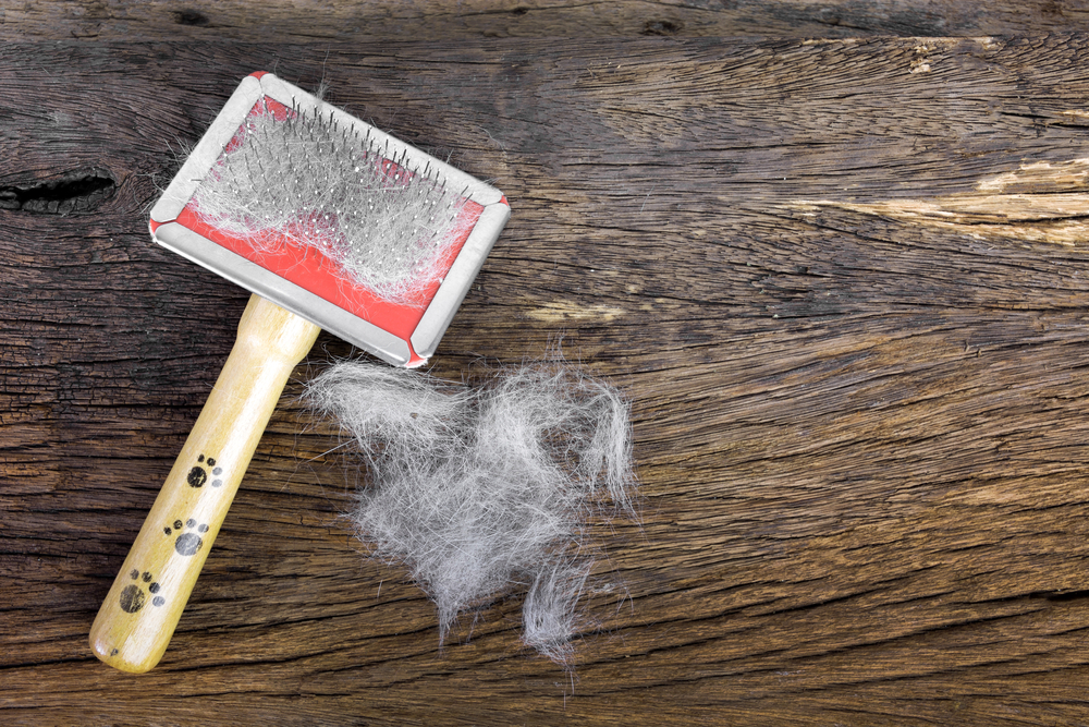 Hair of the cat and the dog on the brush on wooden background