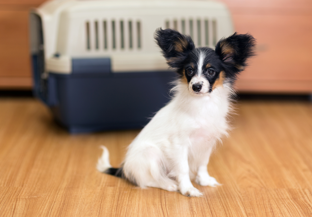 Papillon puppy sitting on floor about travel plastic carrier for pets