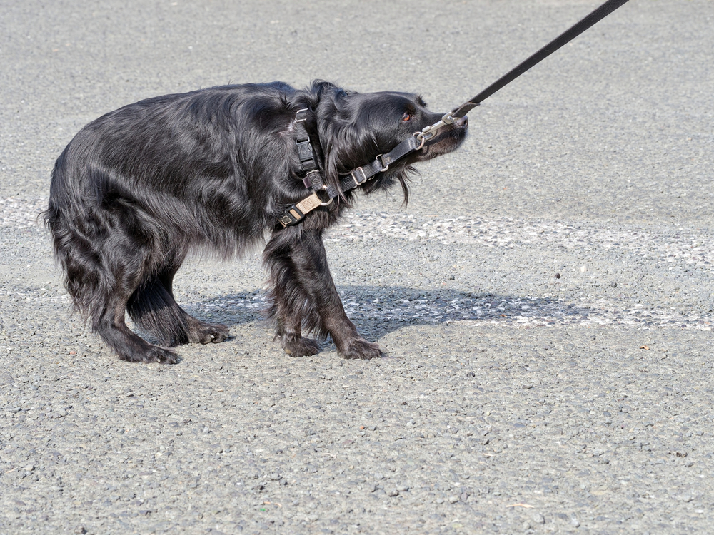 散歩を嫌がる犬