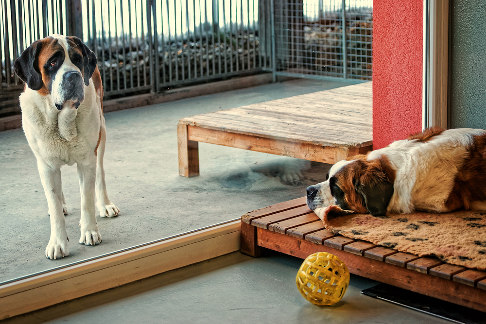 Saint Bernard dogs separated by the window glass