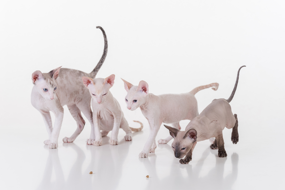 Peterbald or Donskoy Sphynx Cats Standing on the white table with reflection and white background