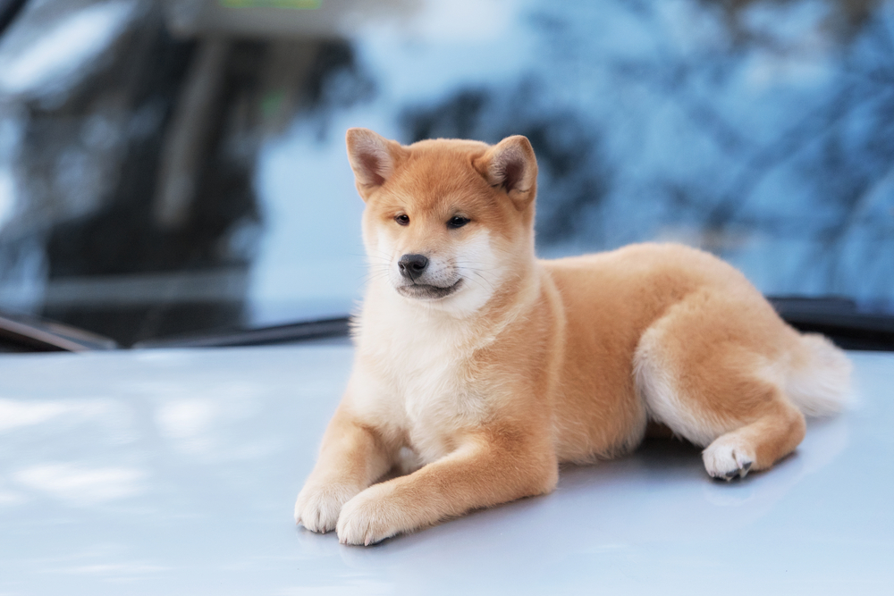 beutiful shiba inu dog on a car in outdoor