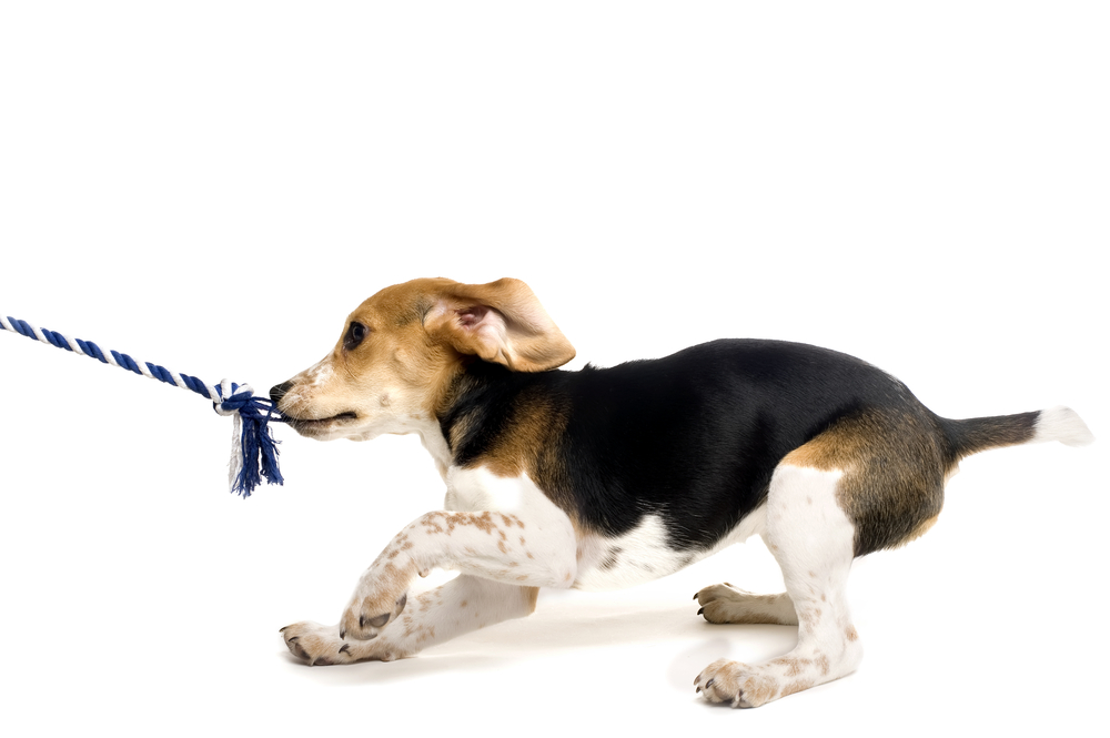 A beagle puppy tugging on a rope