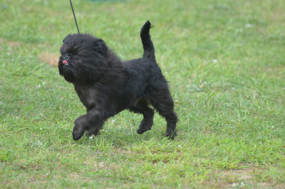 Cute affenpinscher dog with his tongue licking his nose.