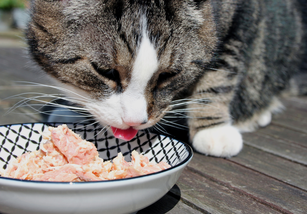 【獣医師監修】猫にマグロはOK！食べてもいい量と与えるときの注意点！【2023年版】