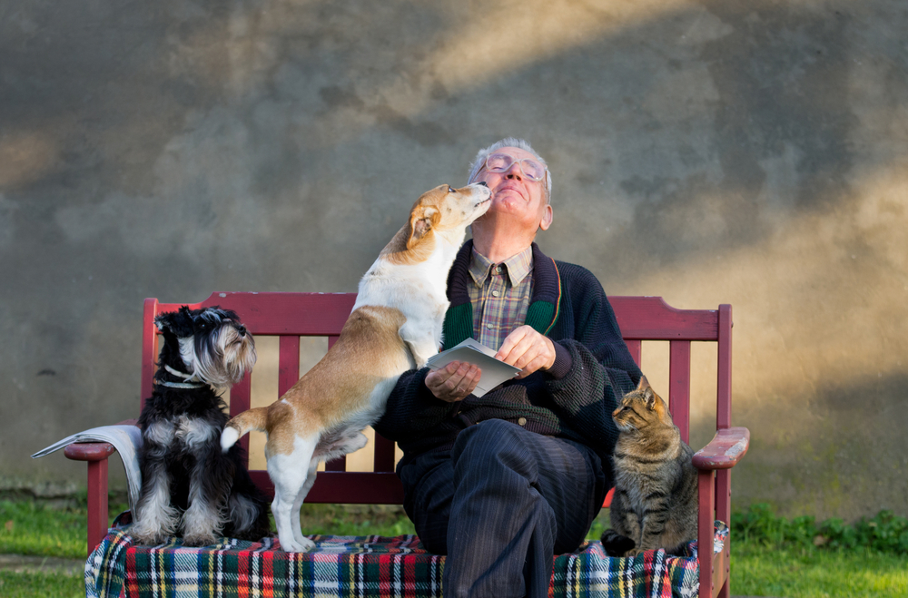 老人と犬たち