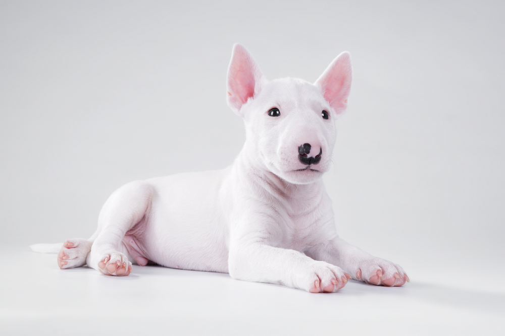 Miniature bull terrier puppy lies on a gray background