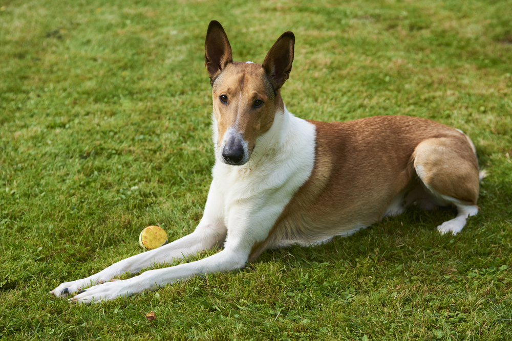 Cute smooth collie dog playing with a ball on green grass lawn, summertime