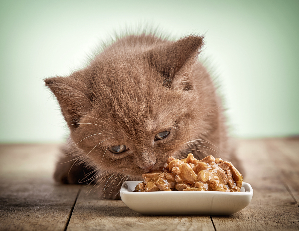kitten eating cats food