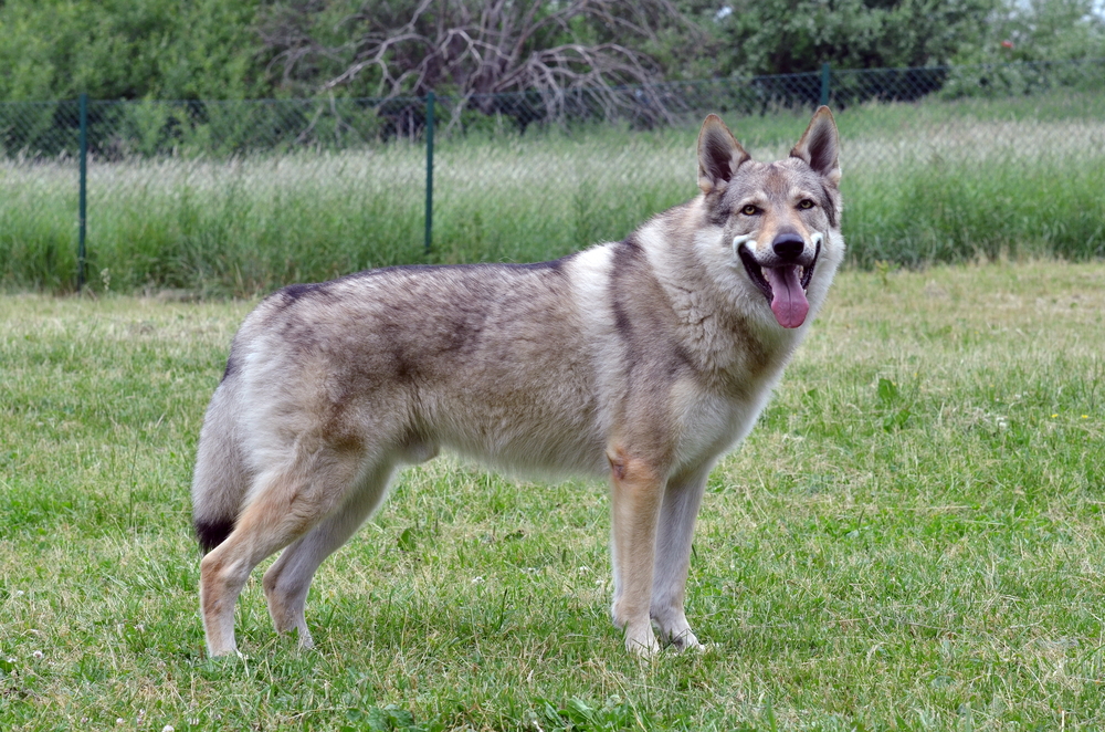 Czechoslovakian Wolfdog/Vlcak Lovec posing, early sunrise. 2 years and 5 months old.