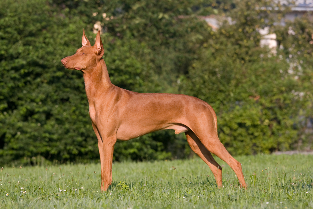 Portrait of standing dog in a meadow - Pharaoh Hound