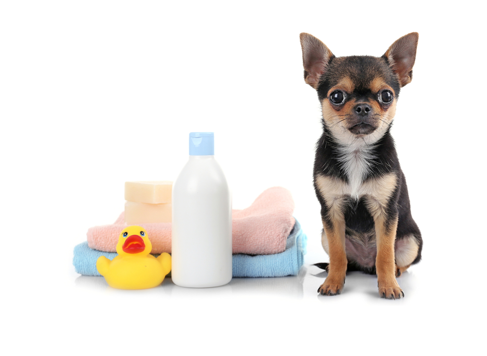 Chihuahua puppy, towels and shampoo bottle isolated on white