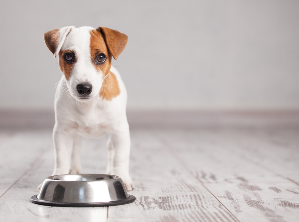 【愛犬の餌の時間を見直そう】餌の目安とタイミングや量を徹底解説！