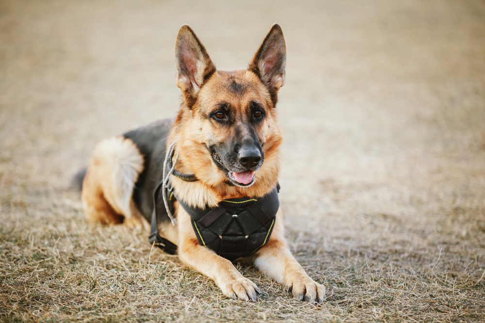 Brown German Sheepdog Sitting On Ground. Guard Dog, Police Dog
