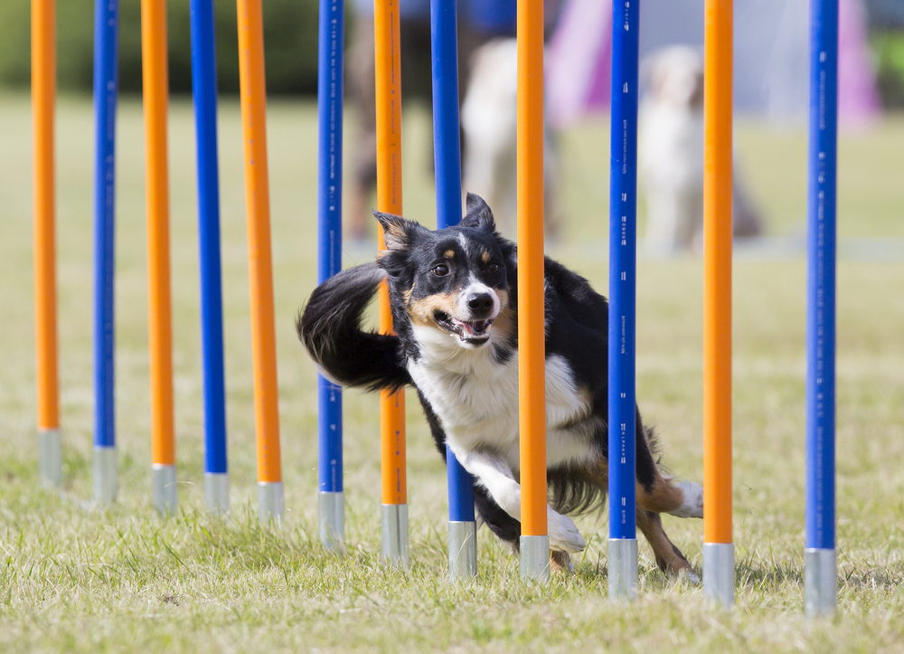Dog agility in action. The dog is going through slalom sticks. Image taken in an outdoor track. The dog breed is Australian shepherd dog.