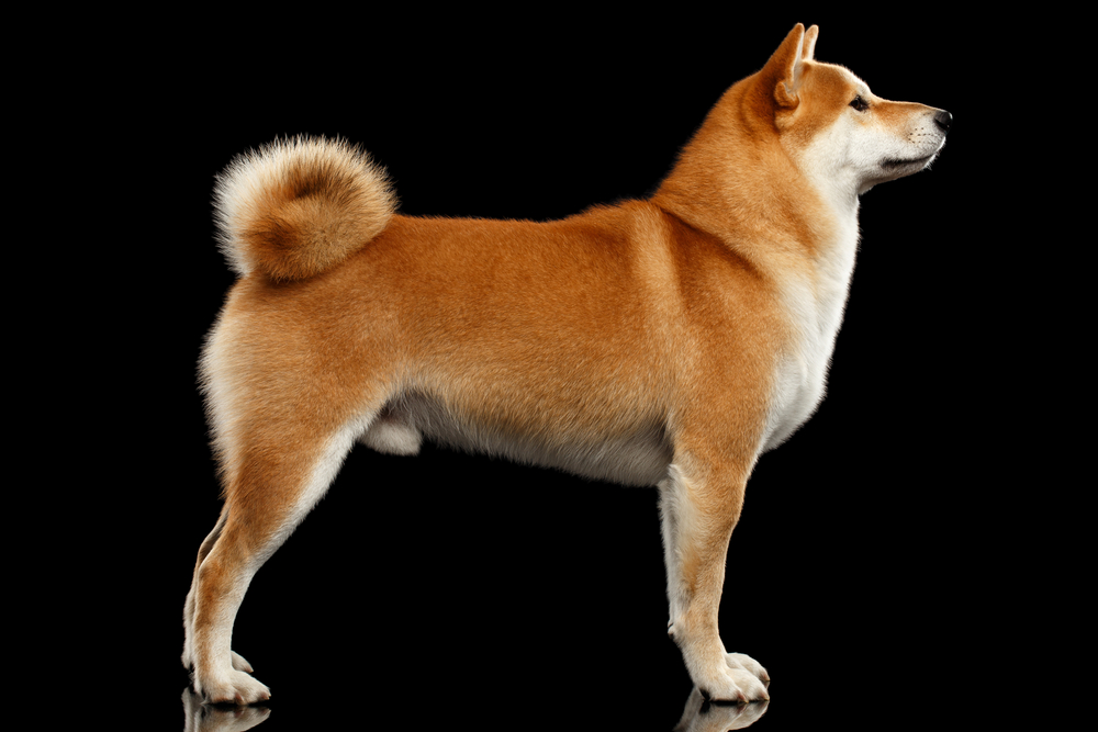 Cute pedigreed Red Shiba inu Breed Dog Standing on Isolated Black Background, Side view