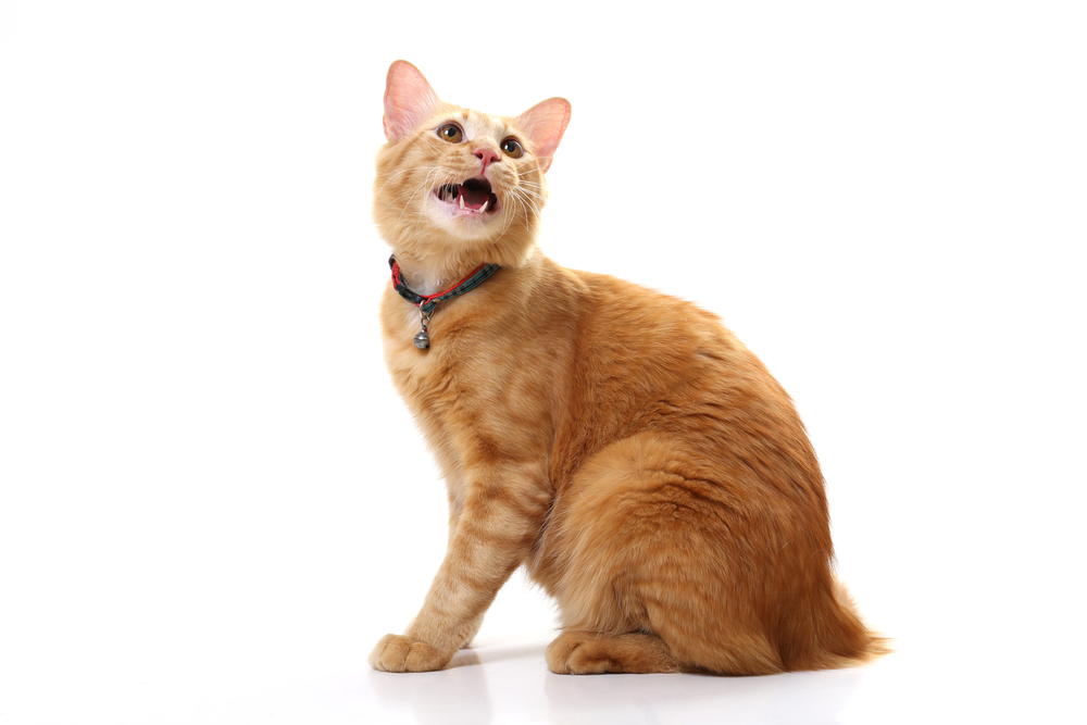 【獣医師監修】猫が長く鳴く3つの理由とは？あまりに鳴き声が長いときは要注意？！