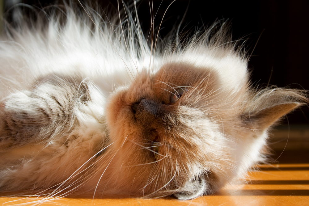 A blue point himalayan cat relaxing on the floor