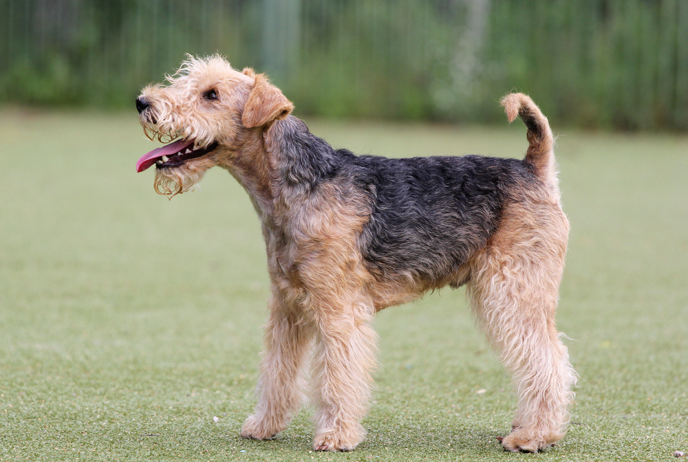 Lakeland Terrier on classes in Dog agility