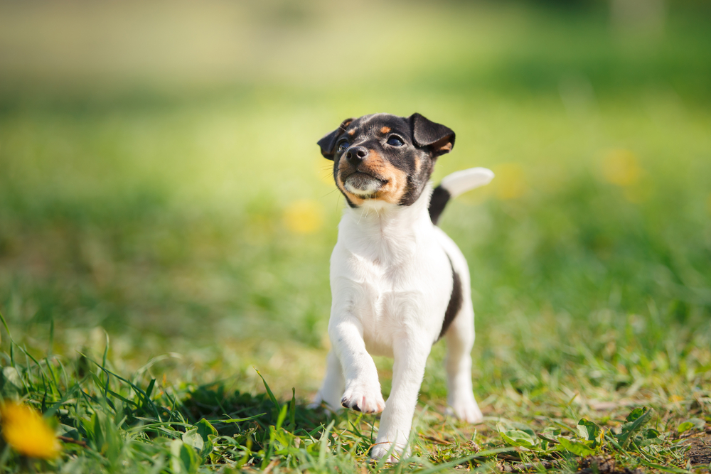 little puppy breed Toy fox terrier in the summer the park on the green grass
