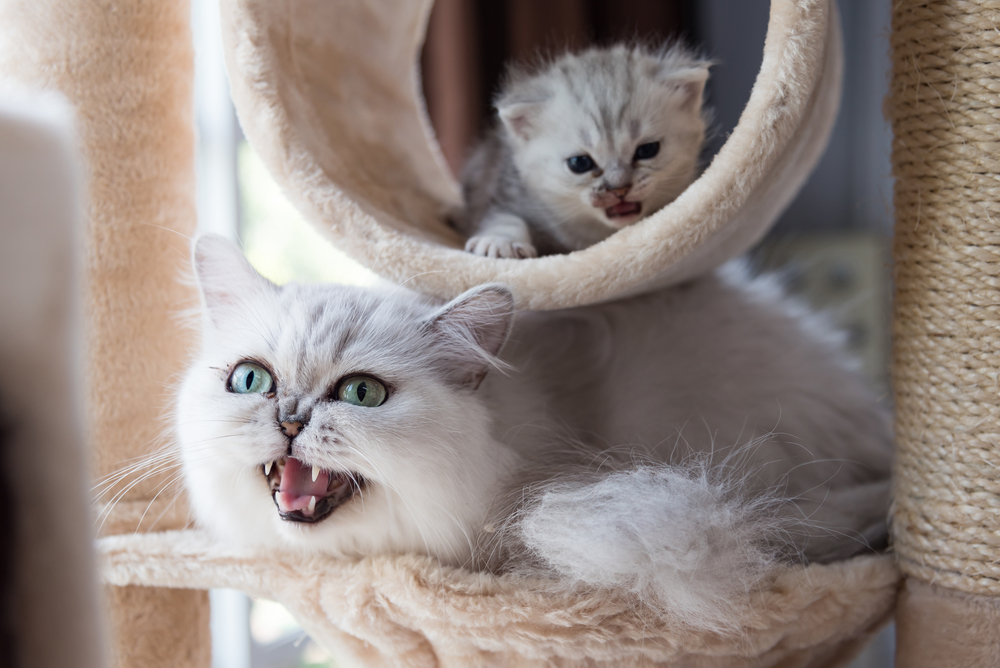 Close up of beautiful american shorthair cat sit and looking on wooden cat tower in cat farm.