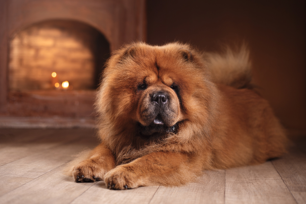 red dog breed chow chow on a retro vintage studio background