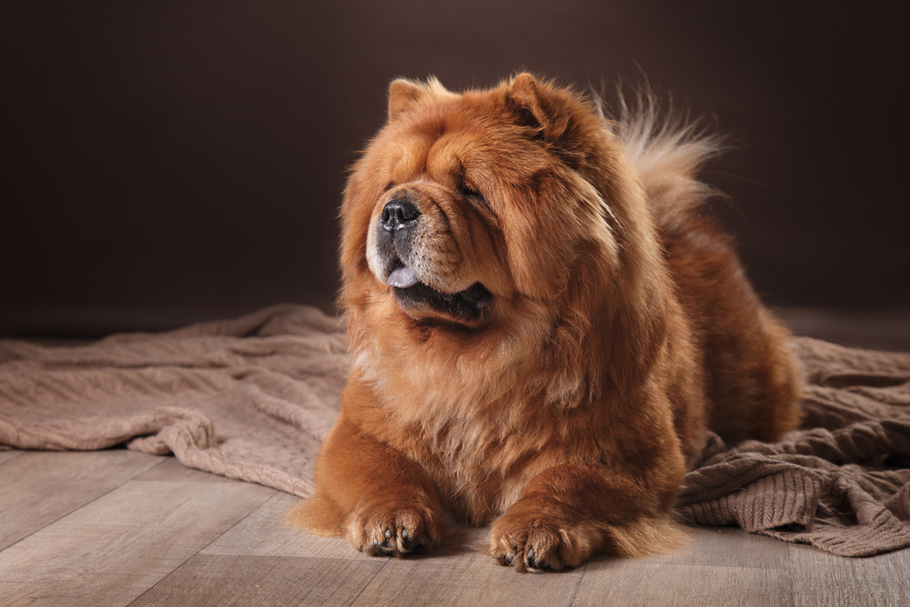 red dog breed chow chow on a retro vintage studio background