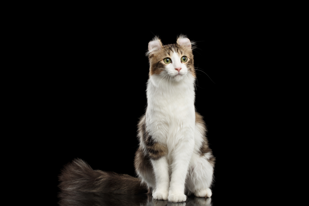 American Curl Cat Breed with twisted Ears, Sitting in front of Black Isolated background