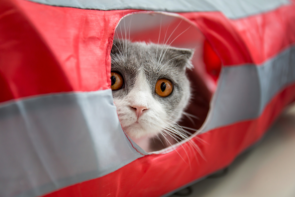 キャットトンネルの穴から顔を出す猫