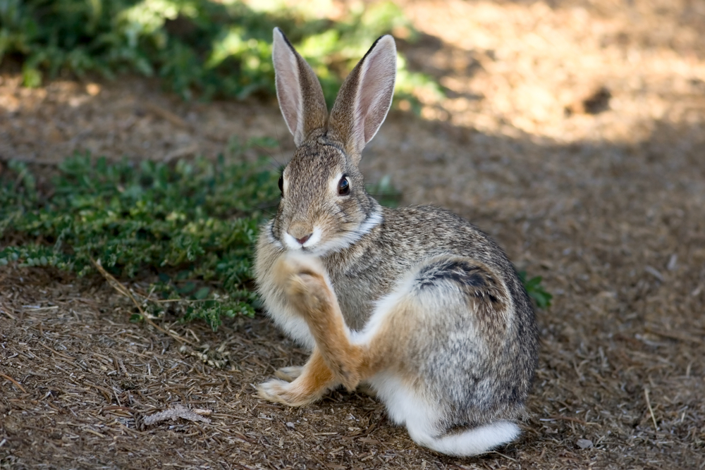 Cottontail rabbit scratching its nose