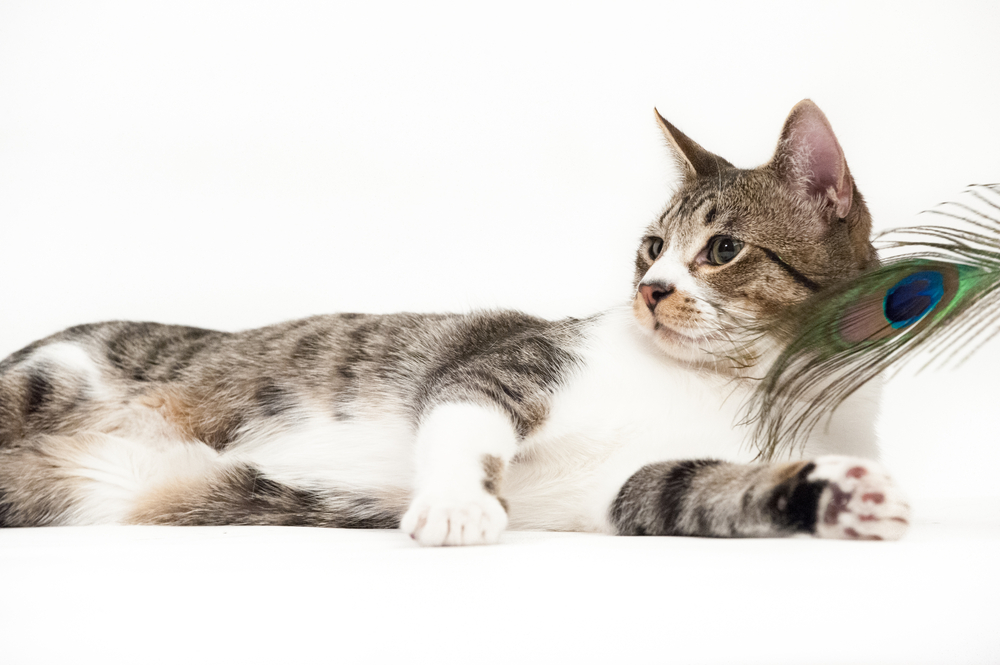 Manx Stumpy Tail Cat playing with feather in studio