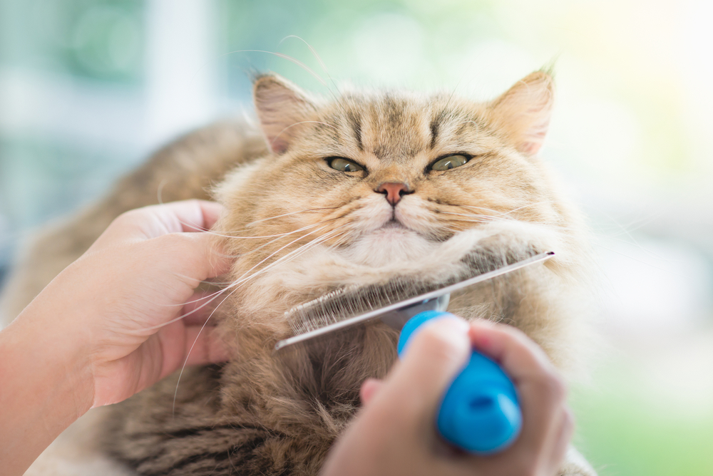 Asian woman using a comb brush the Persian cat