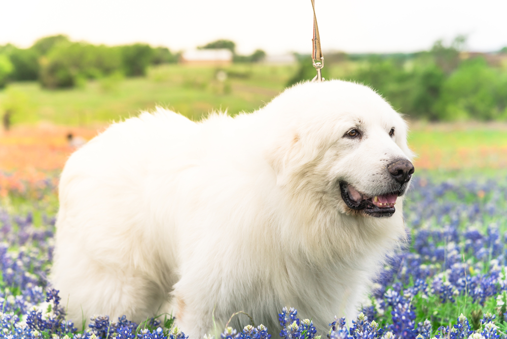 Close-up portrait of a big fluffy white Great Pyrenees dog on Bluebonnet and Indian paintbrush field outside of Dallas, Texas, USA at springtime. Large dog breed with blooming wildflower.