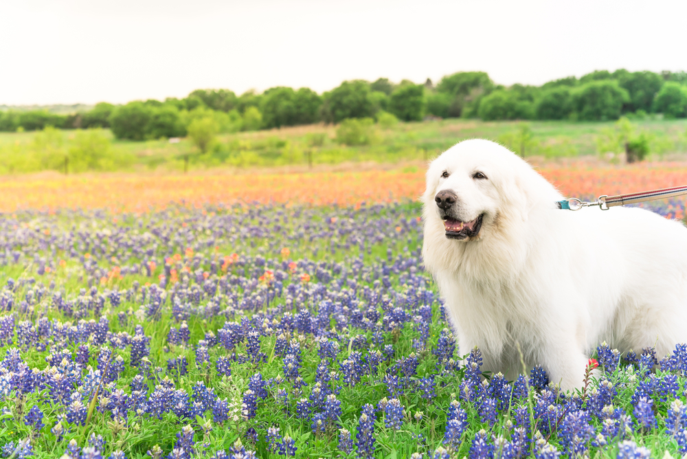 Portrait of a big fluffy white Great Pyrenees dog on Bluebonnet and Indian paintbrush field outside of Dallas, Texas, USA at springtime. Large dog breed with blooming wildflower.
