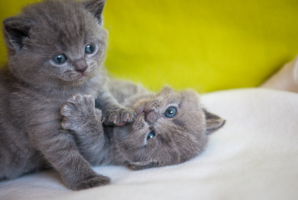 Two little chartreux kittens playing together