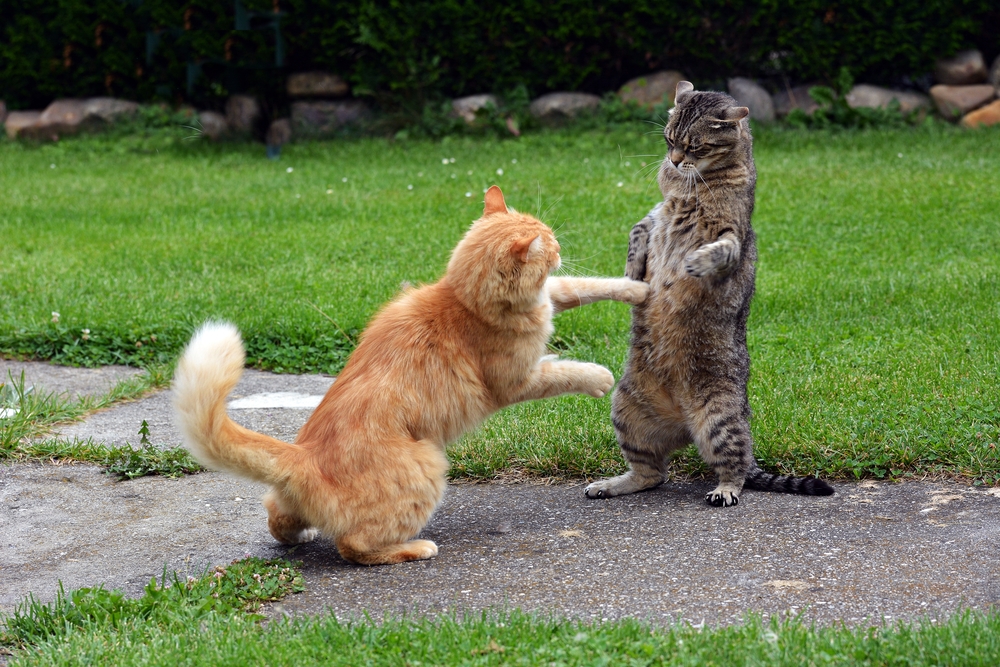 猫同士がプロレスのように取っ組み合いする理由とは？猫のケンカの理由と対策を解説！