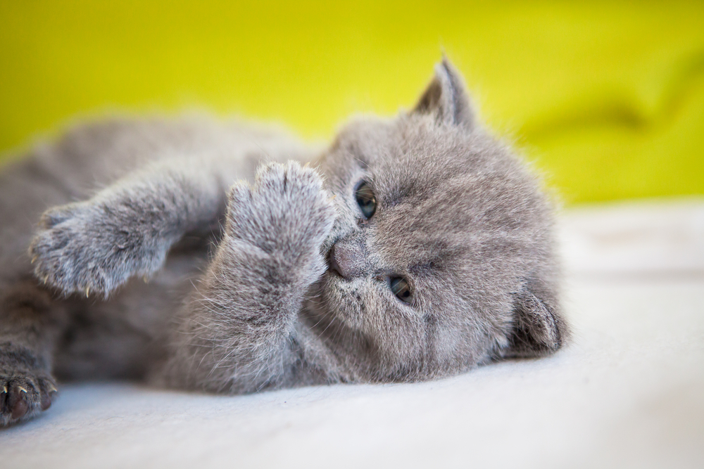 Little funny looking chartreux kitten 