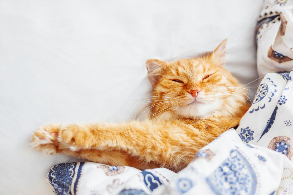 猫と一緒に寝る人は病気に注意。気を付けたい添い寝