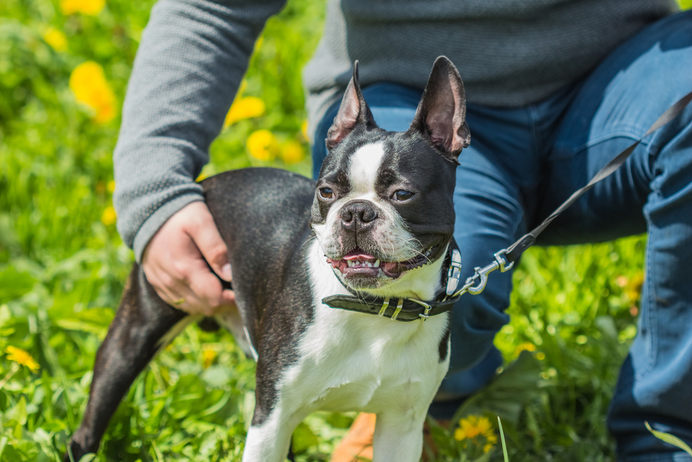 Boston Terrier dog black and white color in the grass next to the host