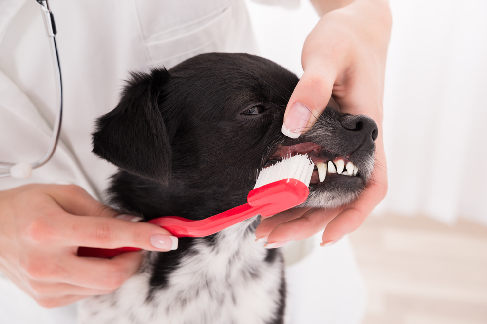 Close-up Of A Vet Cleaning Dogs Teeth With Toothbrush