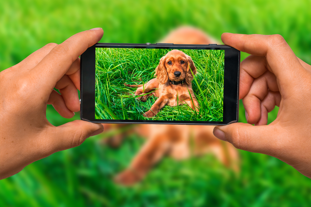 Woman hands with mobile cell phone to take a photo of english cocker spaniel puppy lying on the green grass