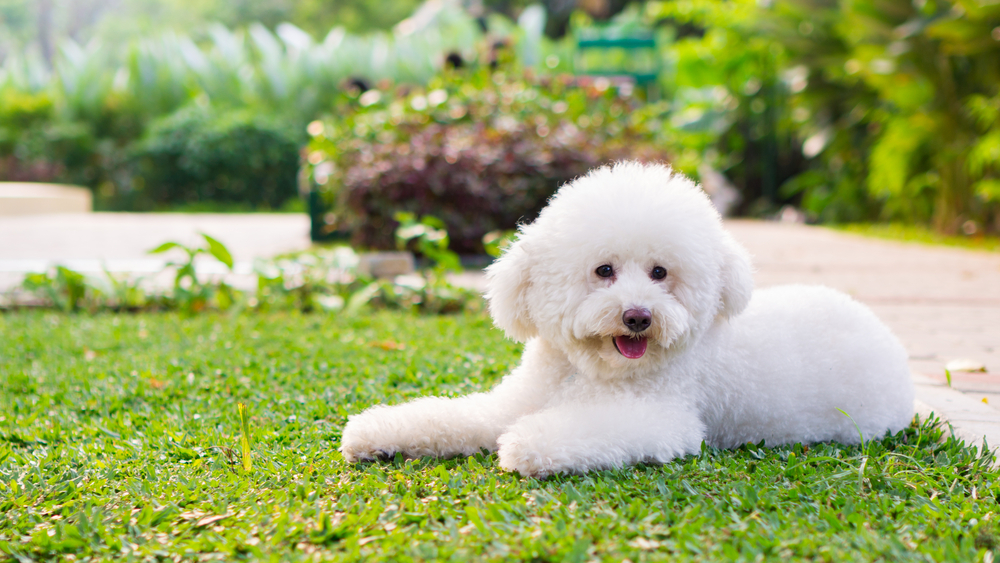 White Toy Poodle in the park