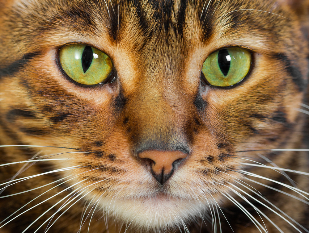 猫の動体視力はどれくらい？猫の視力に秘められた驚くべき能力を紹介！
