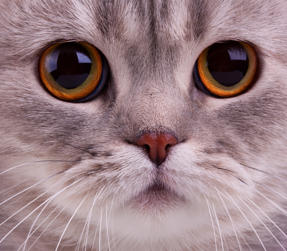 きれいな猫の瞳