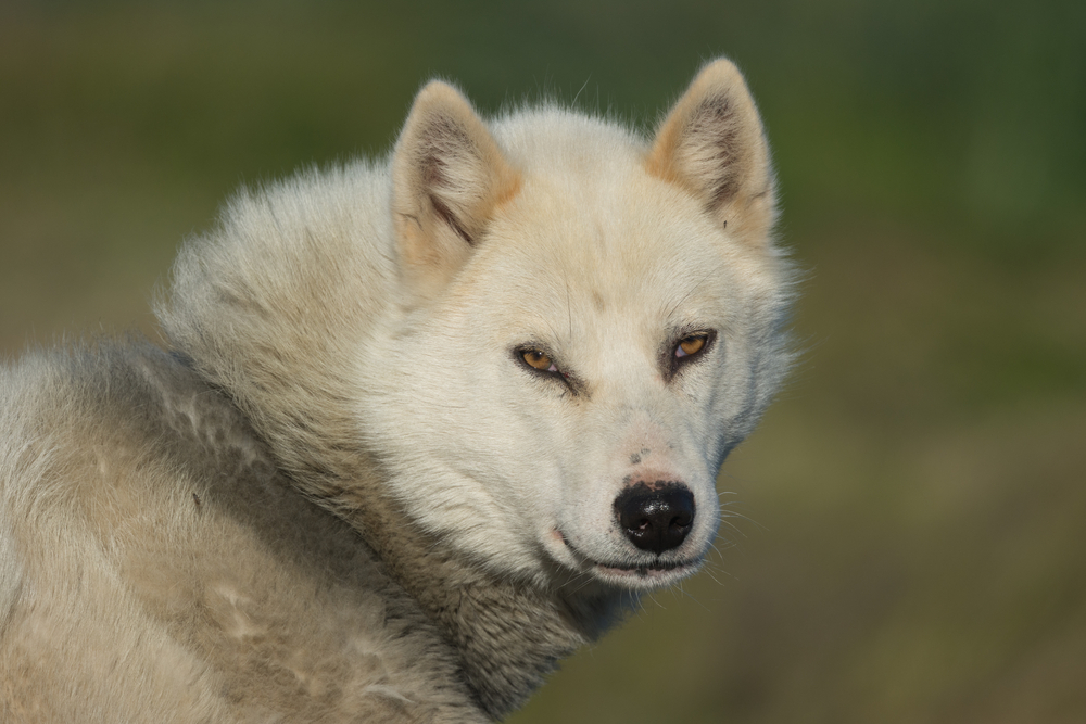 Greenlandic dog Sisimiut, Greenland. These breeds are quite different from the huskies I have encountered in Alaska and Svalbard. Less tame and more aggressive, interbred with the arctic wolf.