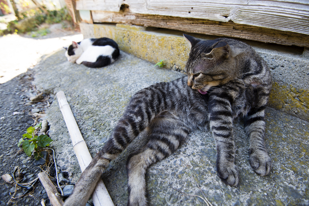 Cats in the Tashiro island